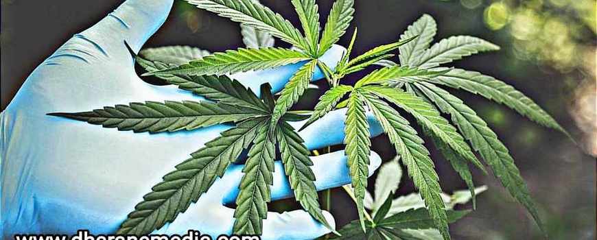 स्कार्पियो गाडीबाट लागू औषध गाँजा बरामद