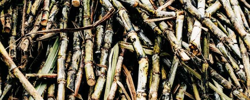 उखु बारी भित्र रहेको गाँजा प्रहरी नियन्त्रणमा