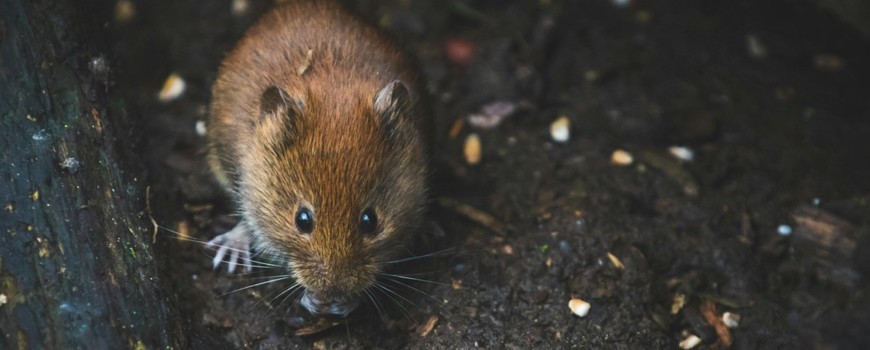 मुसा बारे रोचक तथ्य